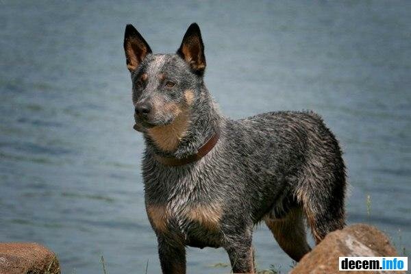 Австралийская пастушья собака