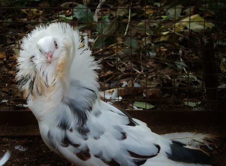 Якобинский голубь