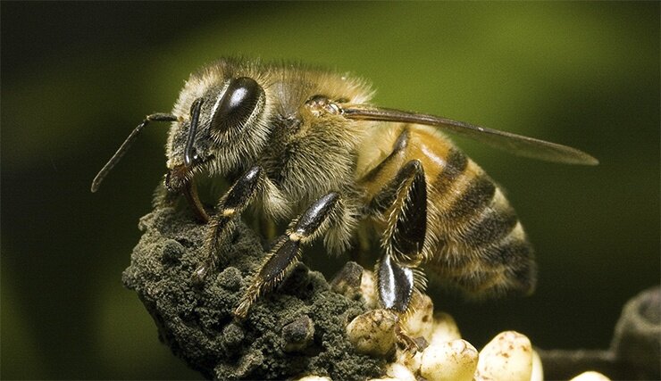 Пчёлы-убийцы