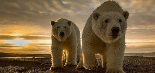 белые медведи необычайно теплокровные