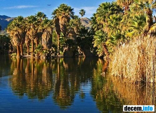 оазис Agua Caliente