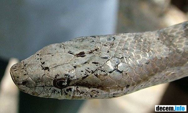 Antiguan Racer