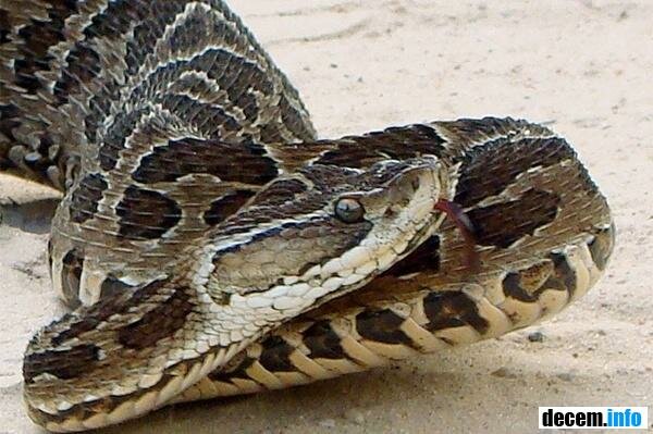 Bothrops alcatraz