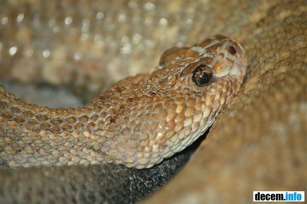 Crotalus durissus Unicolor