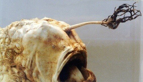 Football Fish