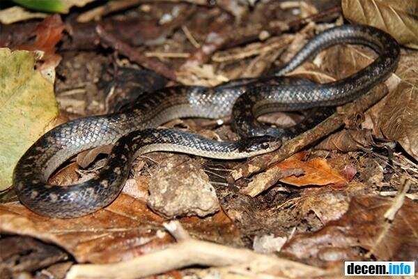 Lucia Racer Snake