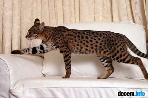 Саванная кошка