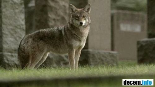 гибрид Coywolf