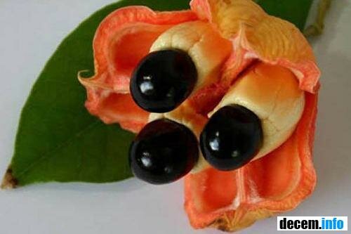 фрукт Аки