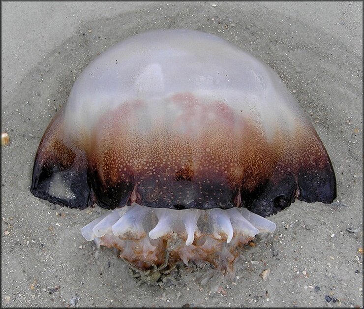 медуза Cannonball jellyfish