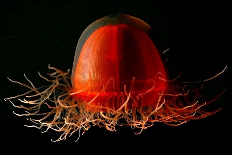 медуза Crossota Sp