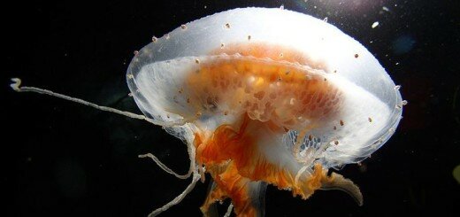 медуза Diplulmaris antarctica