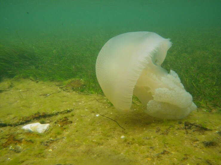 медуза Jelly Blubber