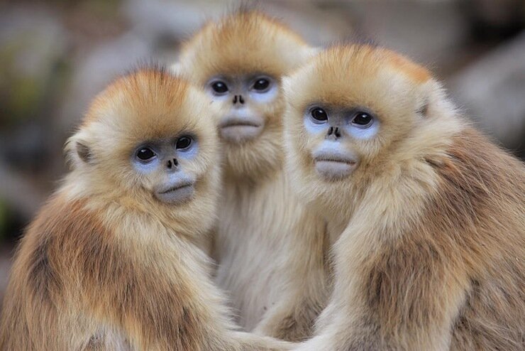 Самые необычные обезьяны мира. ТОП-10