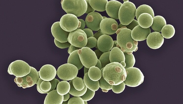 Saccharomyces cerevisiae