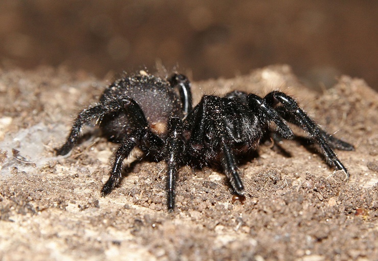Северный лейкопаутинный паук
