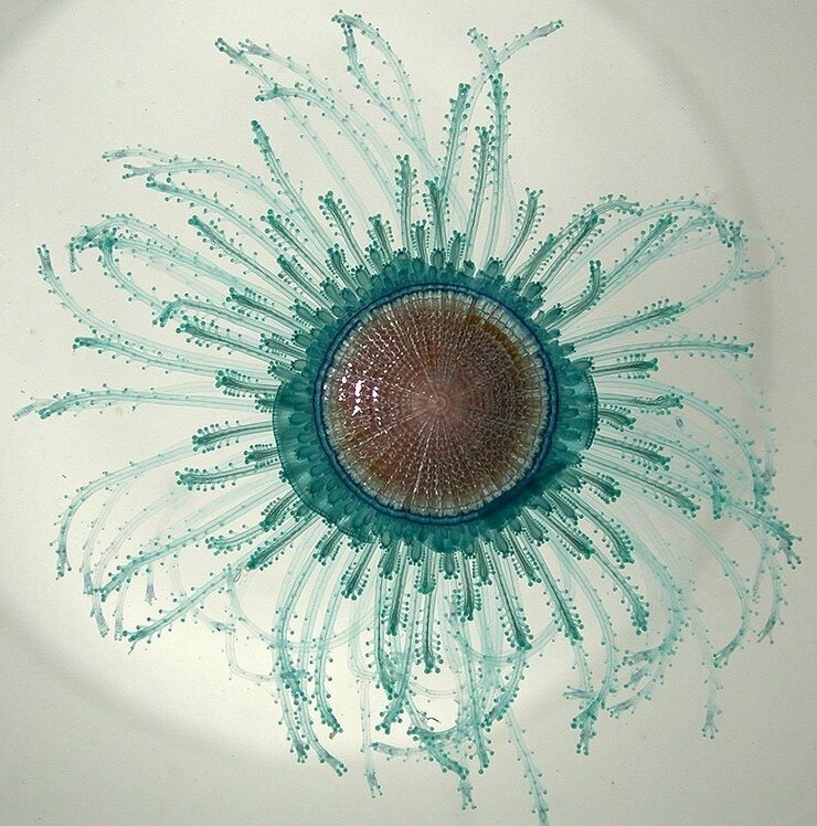 медуза Синяя кнопка