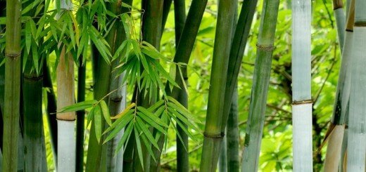 Виды бамбука
