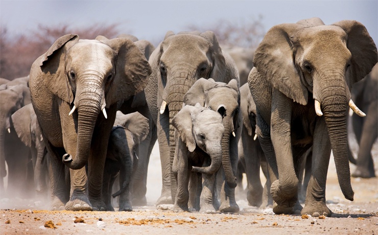 бегущие слоны