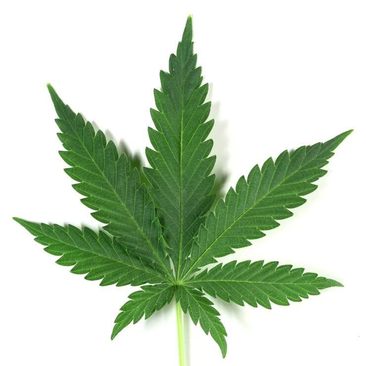 10 фактов про марихуану