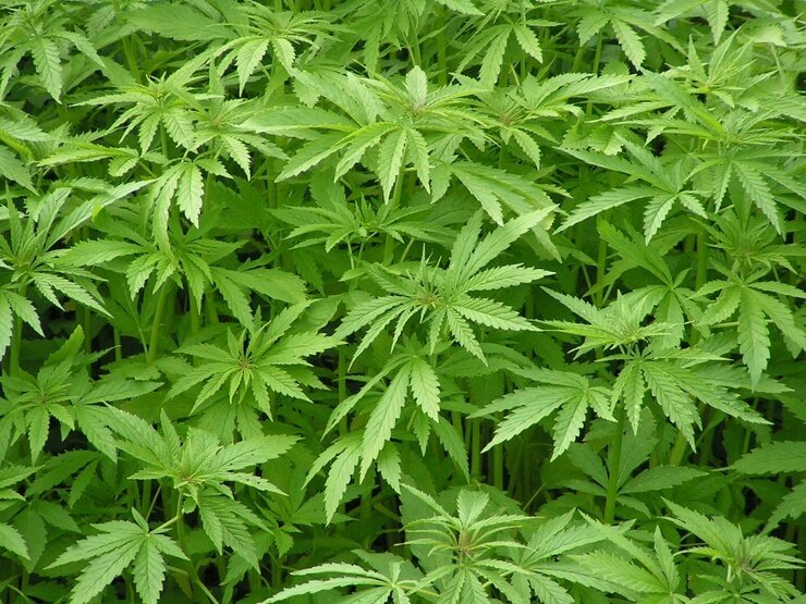 10 беспристрастных фактов о марихуане саус парк марихуана